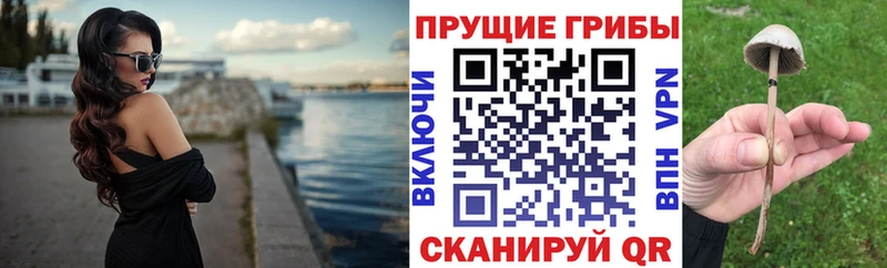 Галлюциногенные грибы Psilocybe Купить где Кудрово